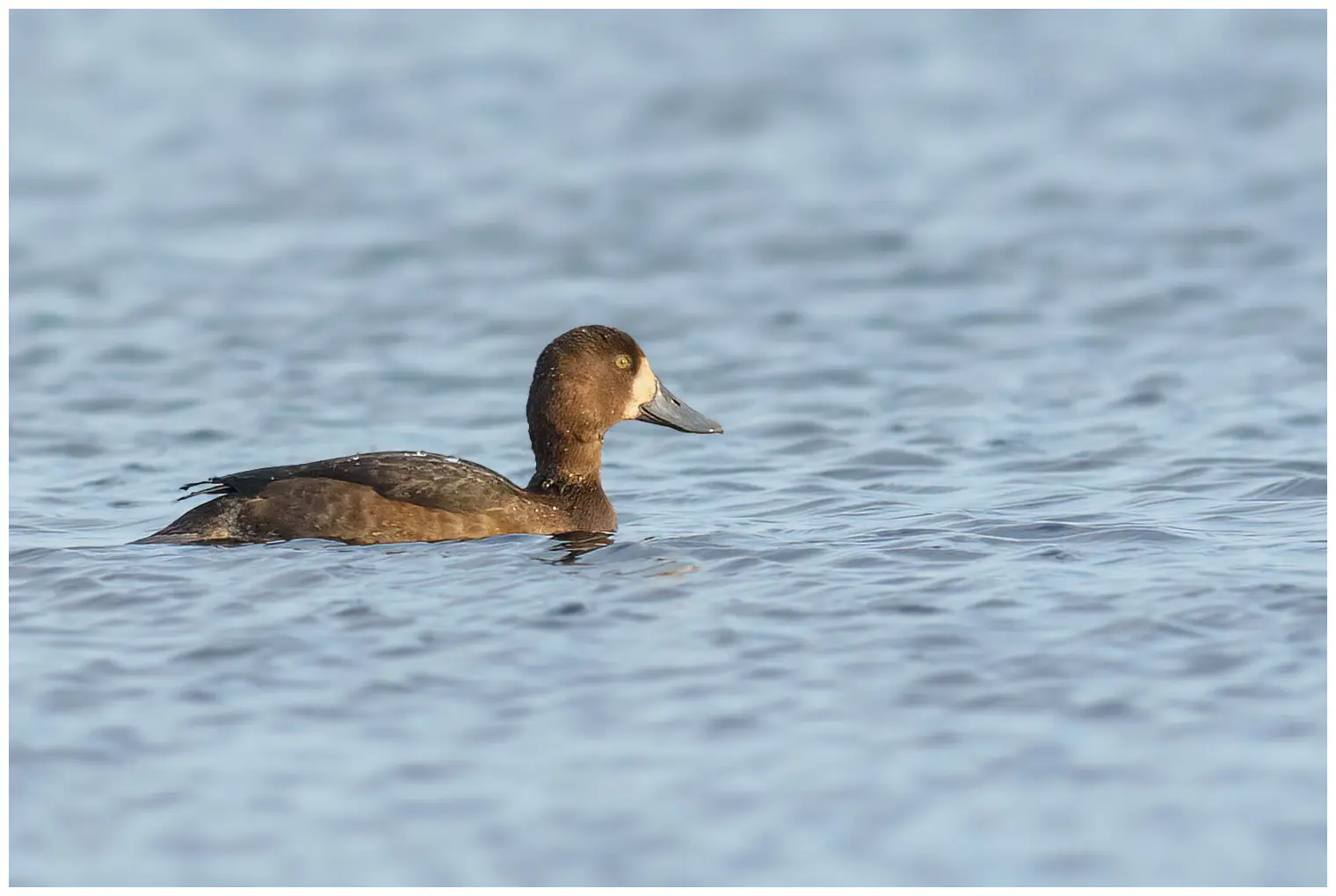 Greater scaup