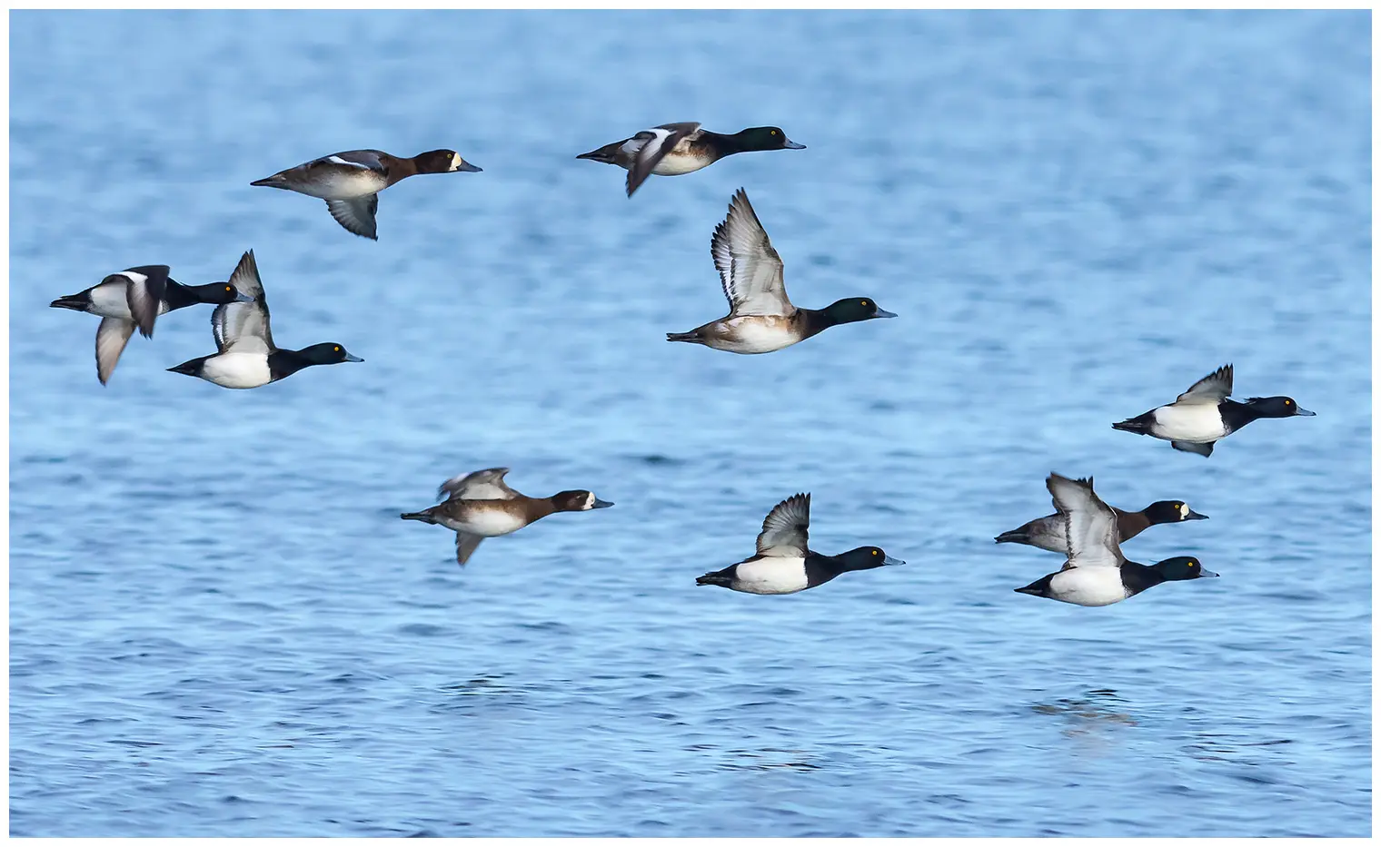 Greater scaup