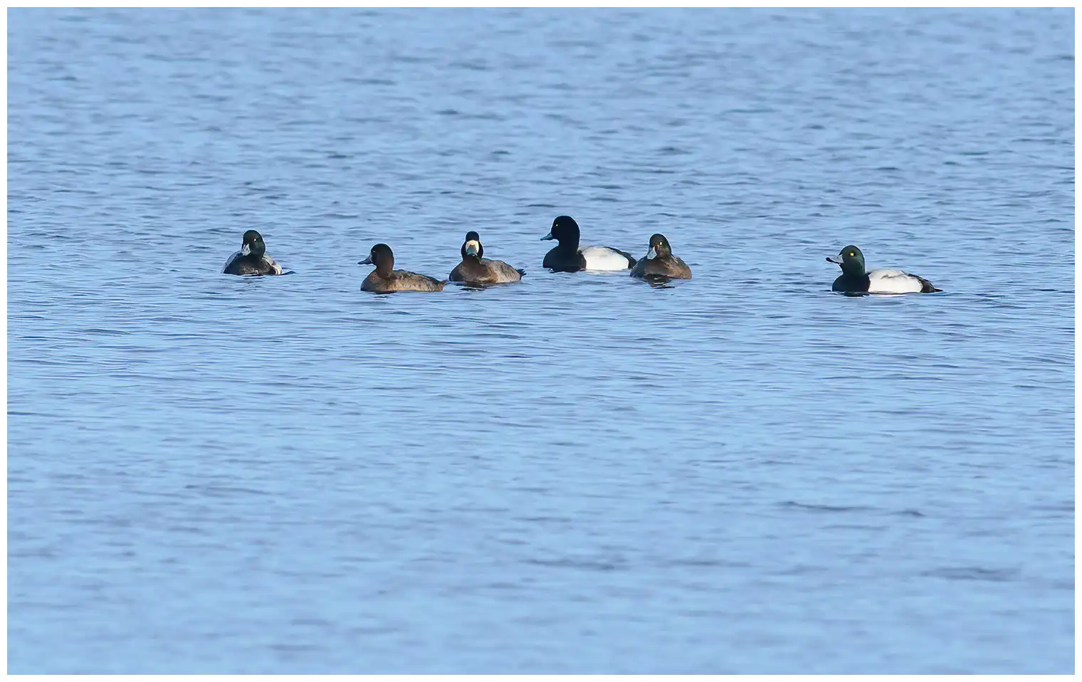 Greater scaup