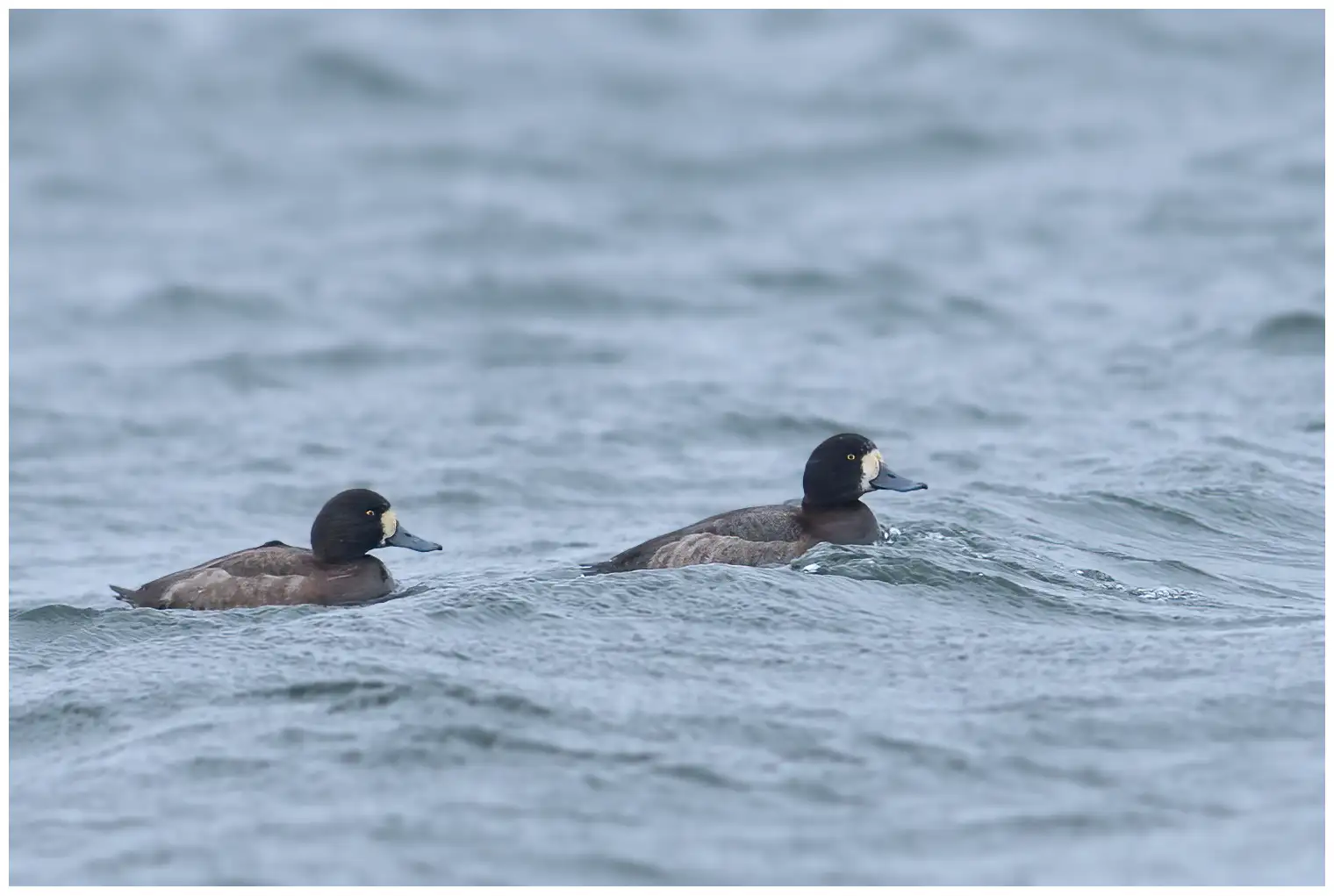 Greater scaup