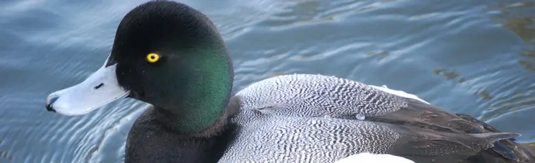 A swimming Greater scaup. Green head with light grey beak. Black chest and white sides.