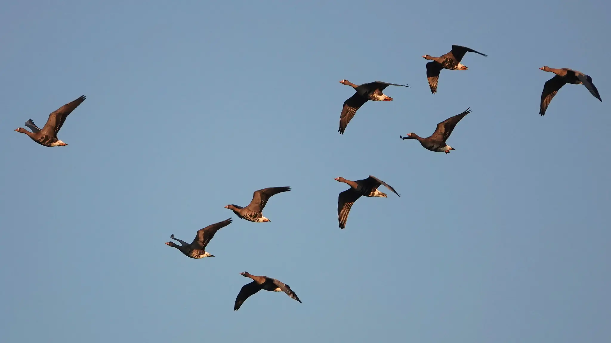 Greater white-fronted goose