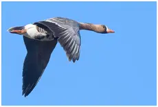 Greater white-fronted goose