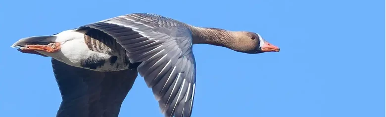 Flying greater white-fronted goose. White stripe in the flight feathers on the wings. White blaze on the forehead.