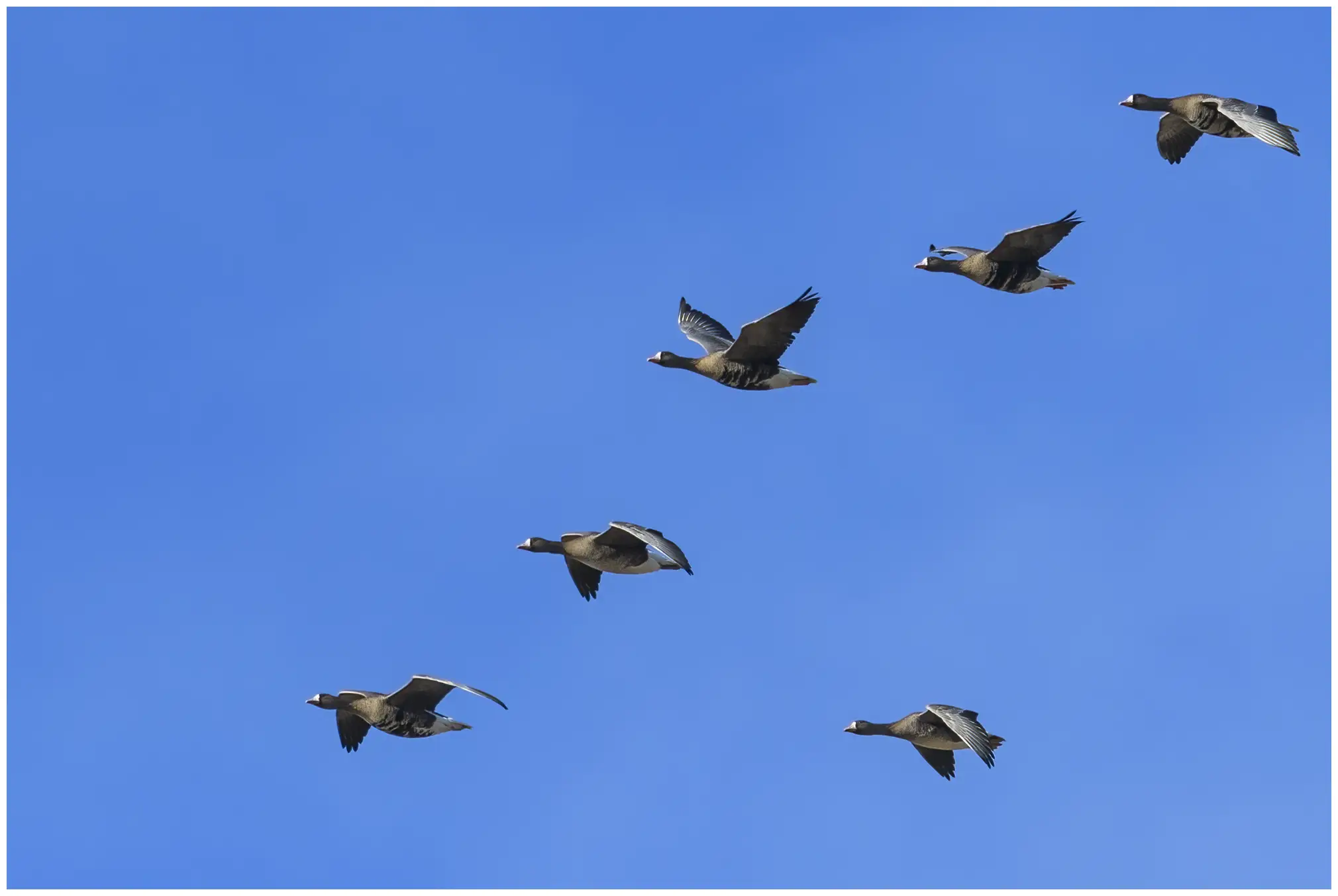 Greater white-fronted goose
