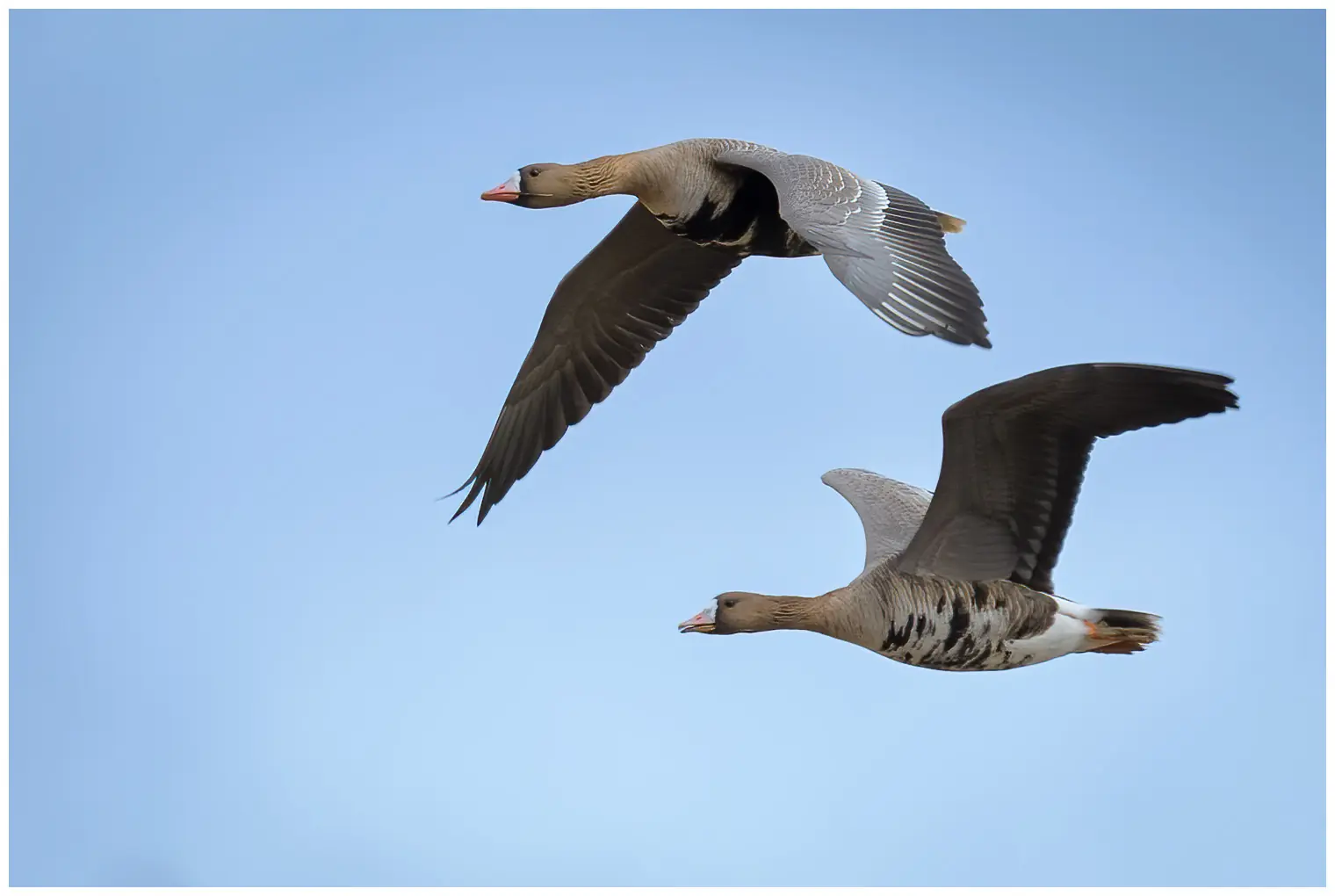 Greater white-fronted goose
