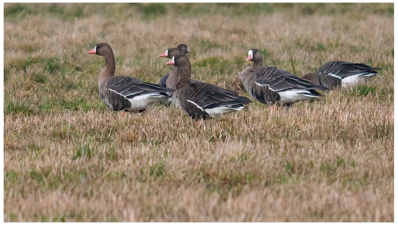Greater white-fronted goose