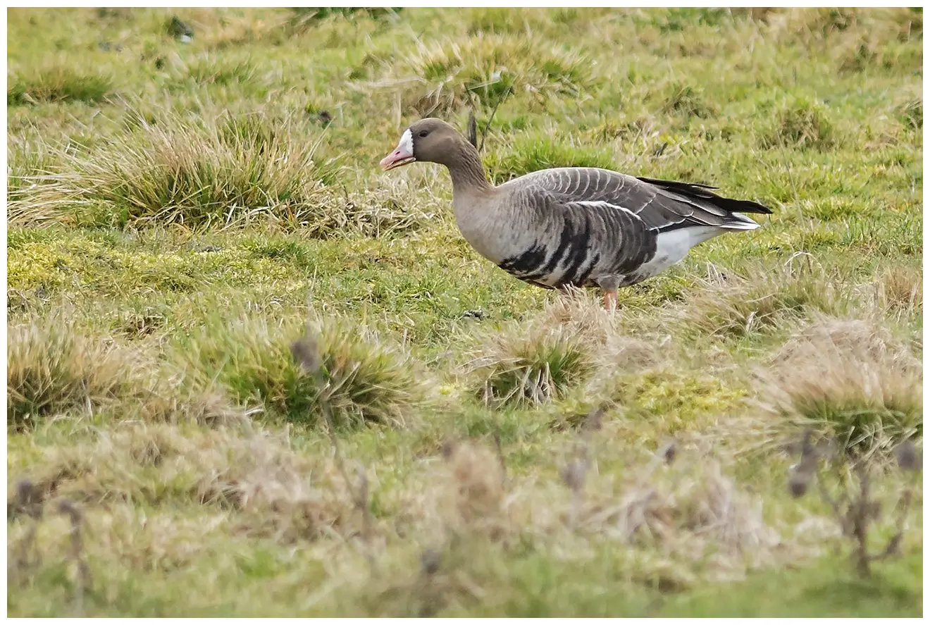 Greater white-fronted goose