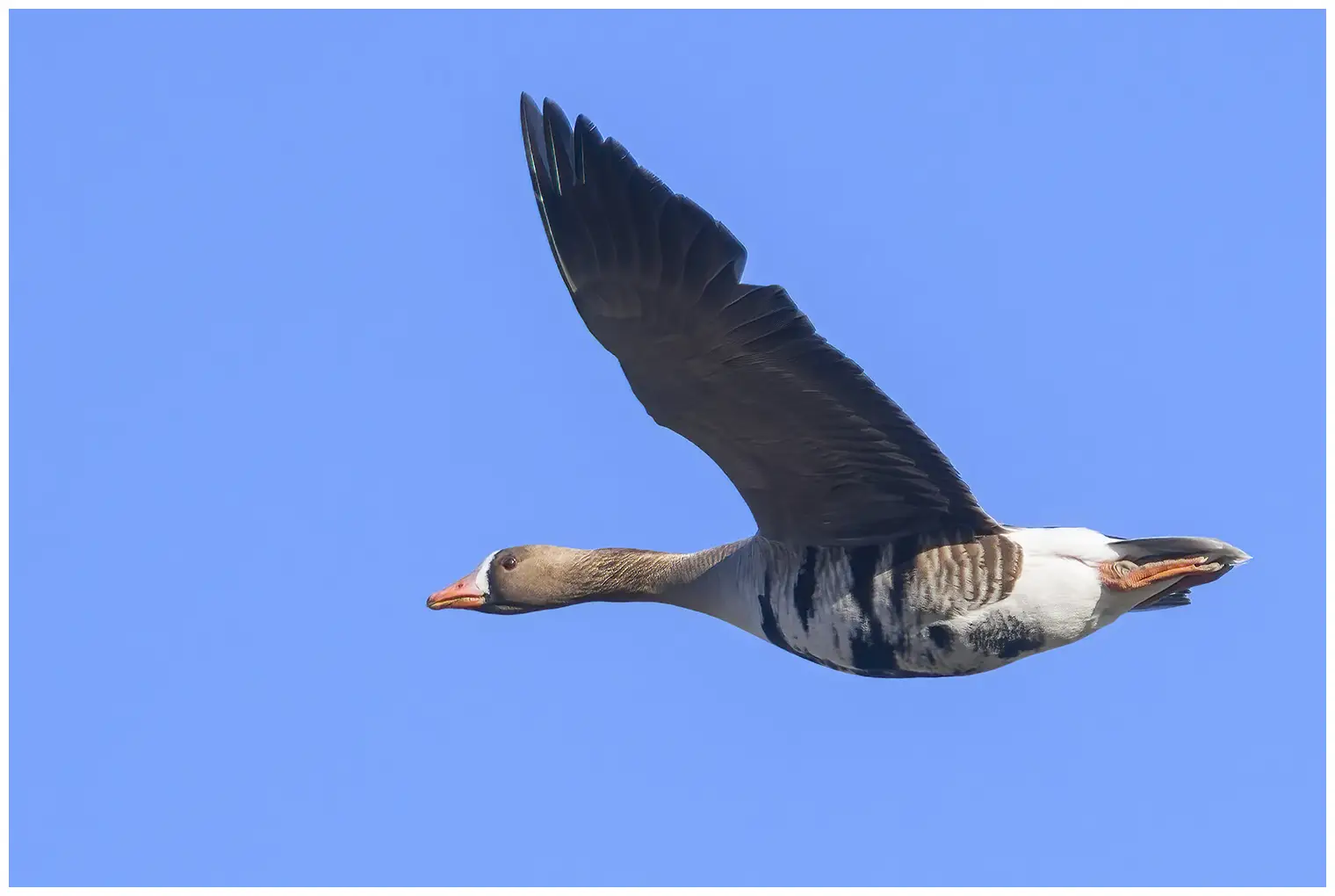 Greater white-fronted goose