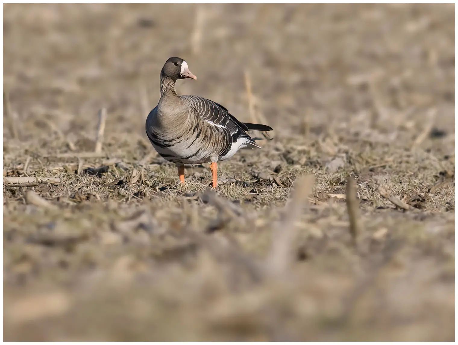 Greater white-fronted goose