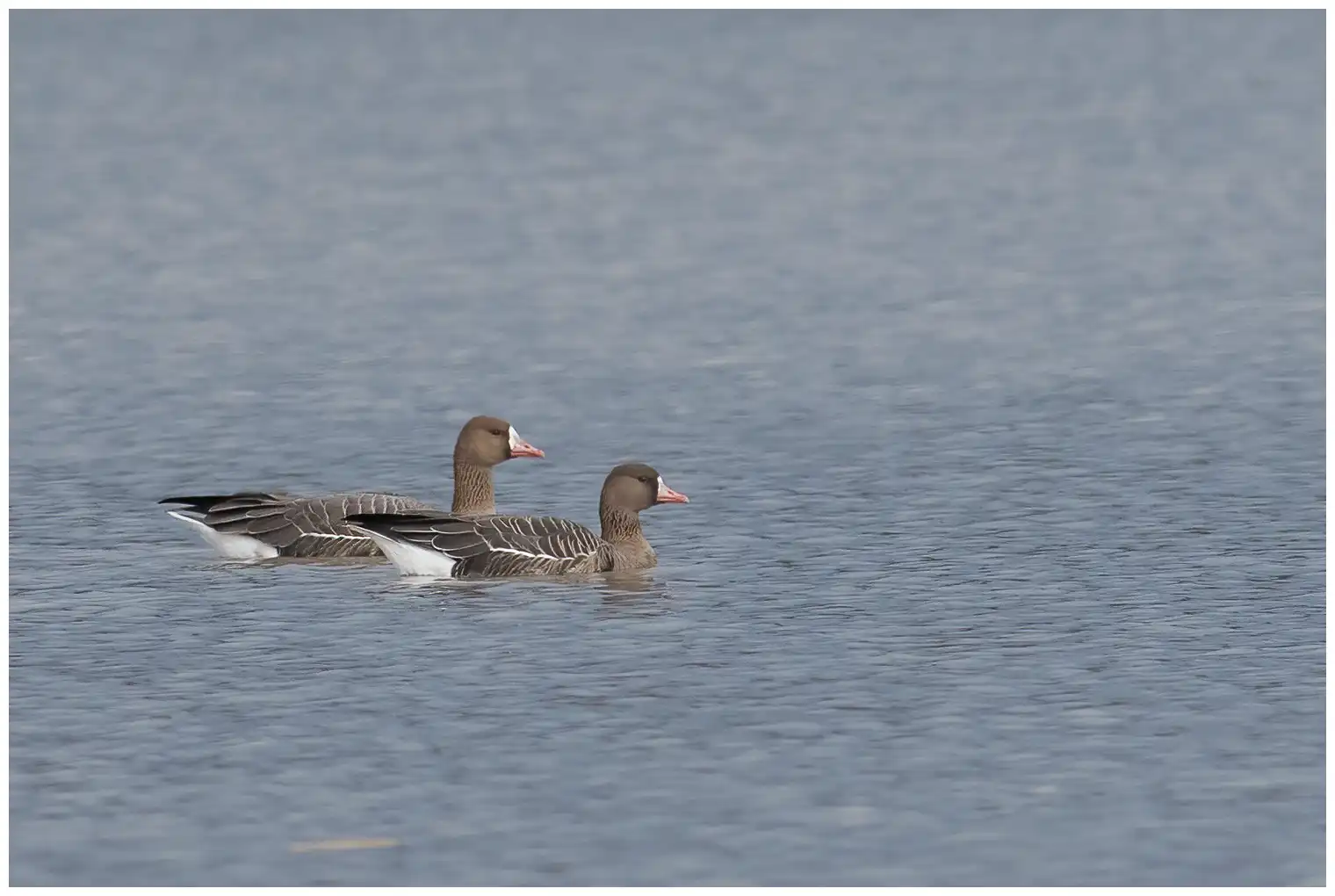 Greater white-fronted goose