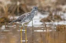 Greater yellowlegs