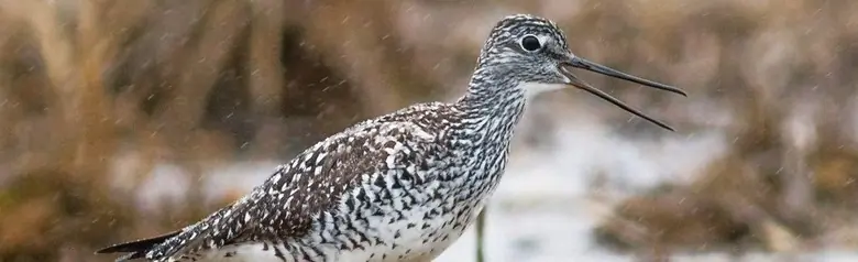 Greater yellowlegs