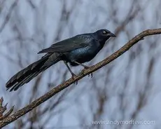 Great-tailed grackle