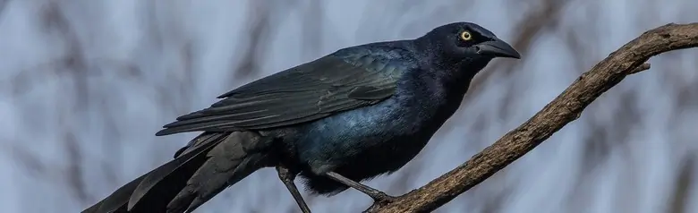 Great-tailed grackle