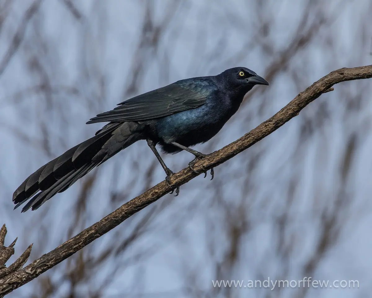 Great-tailed grackle