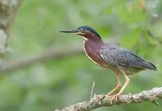 Green heron