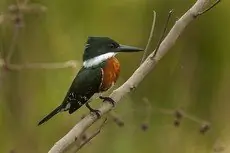 Green kingfisher