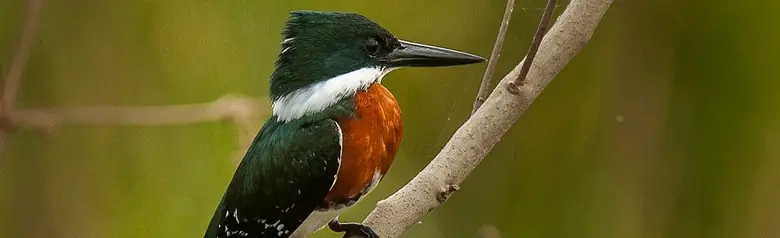 Green kingfisher