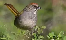 Green-tailed towhee