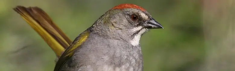 Green-tailed towhee