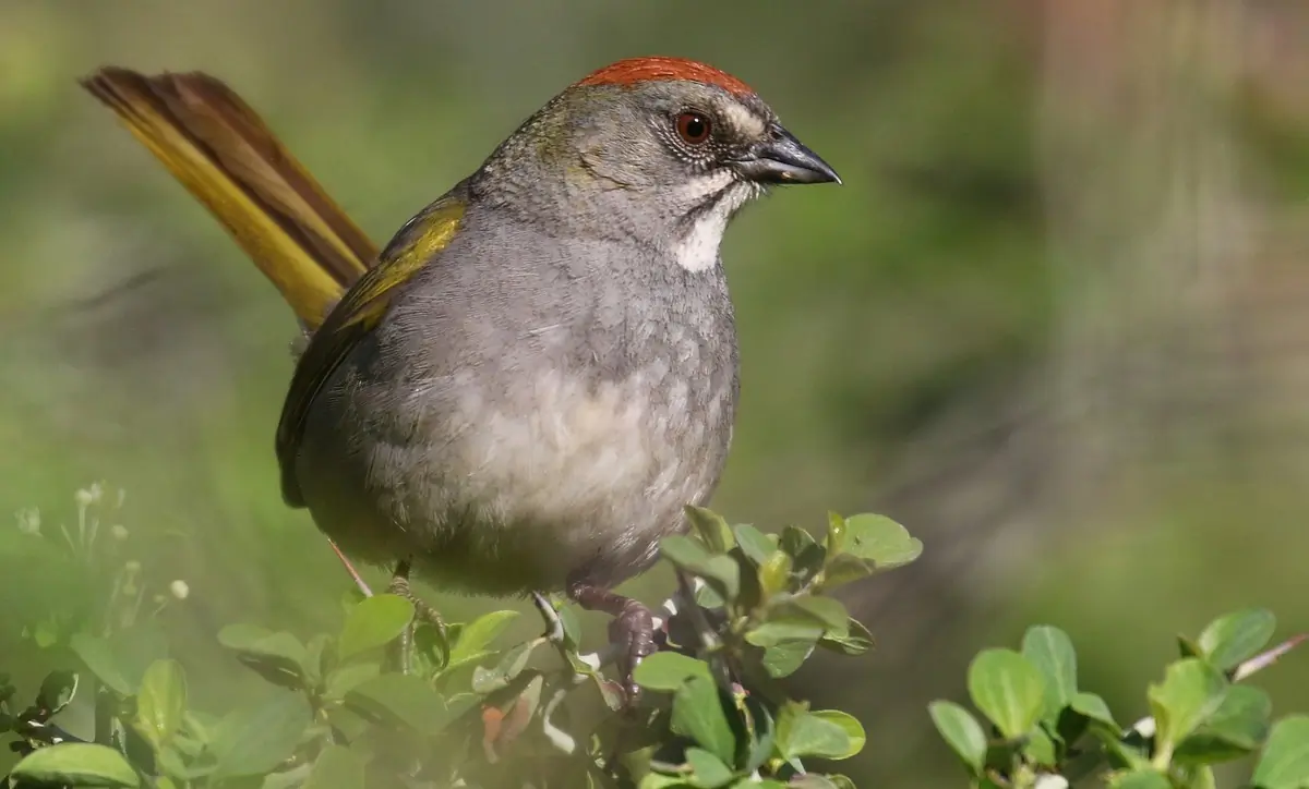 Green-tailed towhee
