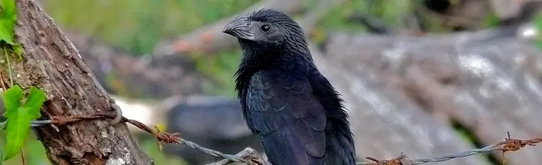 Groove-billed ani
