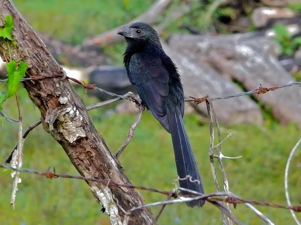 Groove-billed ani