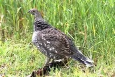 Gunnison grouse