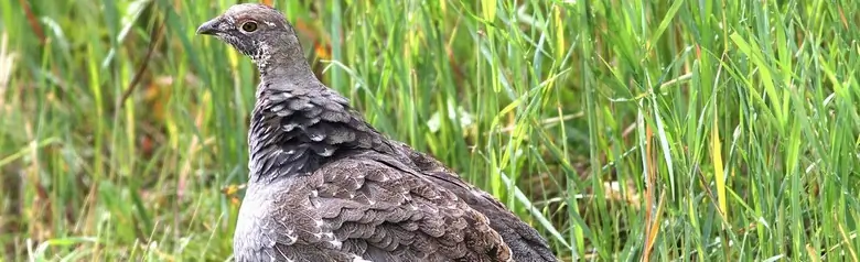 Gunnison grouse