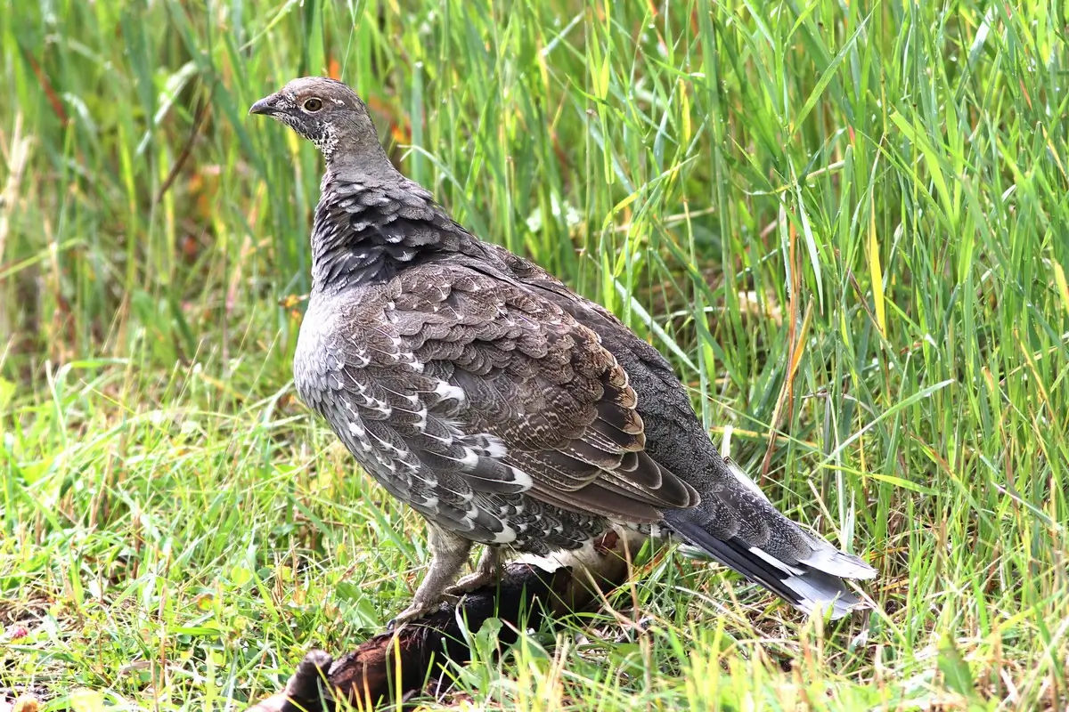 Gunnison grouse