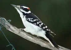 Hairy woodpecker