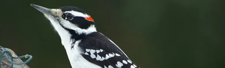 Hairy woodpecker
