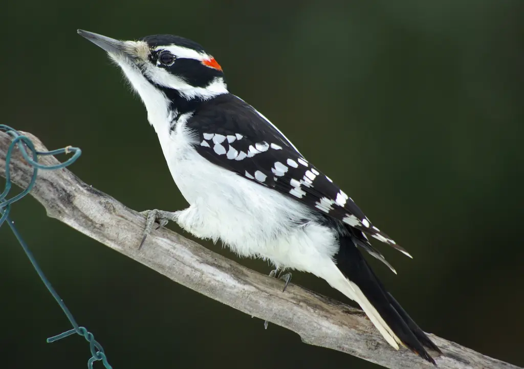 Hairy woodpecker