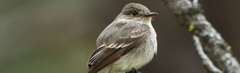 Hammond's flycatcher