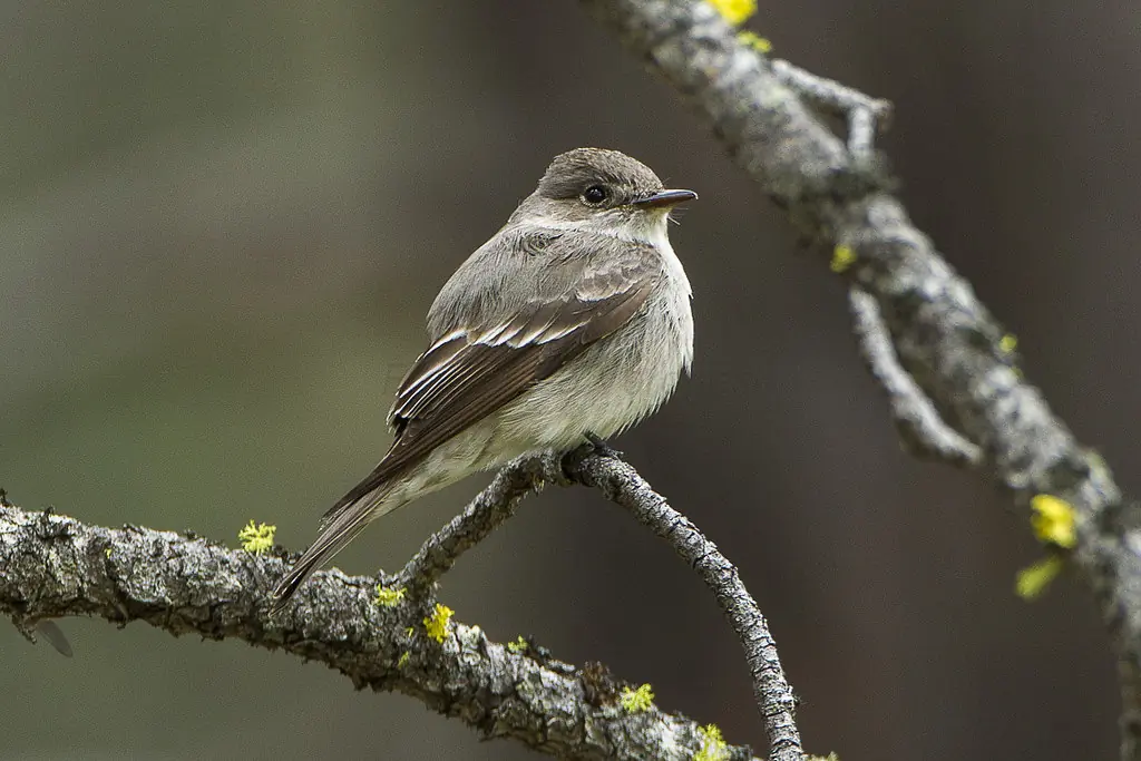 Hammond's flycatcher