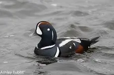 Harlequin duck