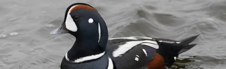 Harlequin duck