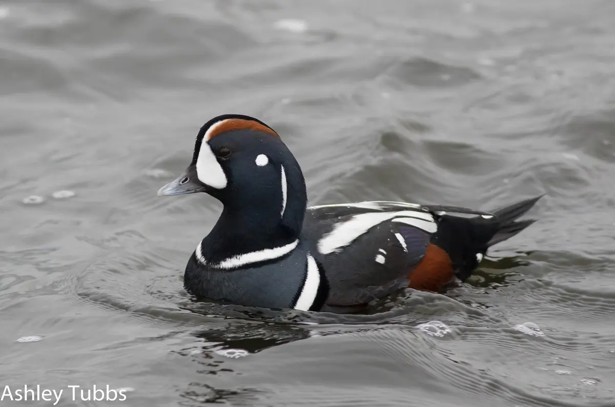 Harlequin duck