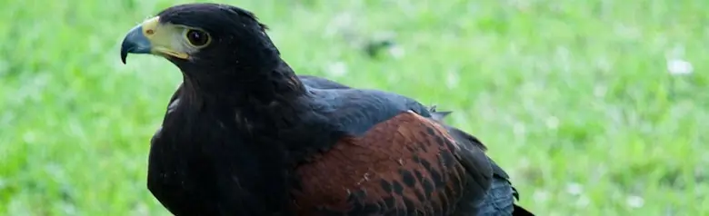 Harris's hawk