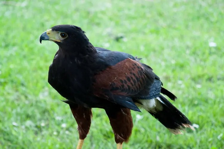 Harris's hawk