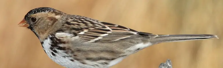Harris's sparrow