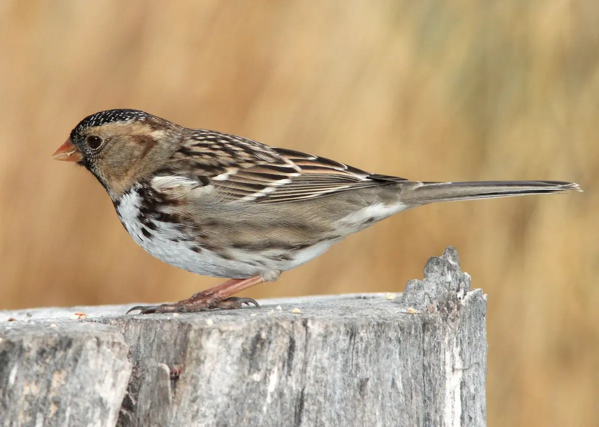 Harris's sparrow