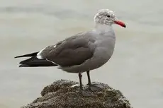 Heermann's gull