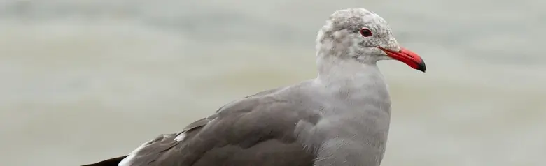 Heermann's gull