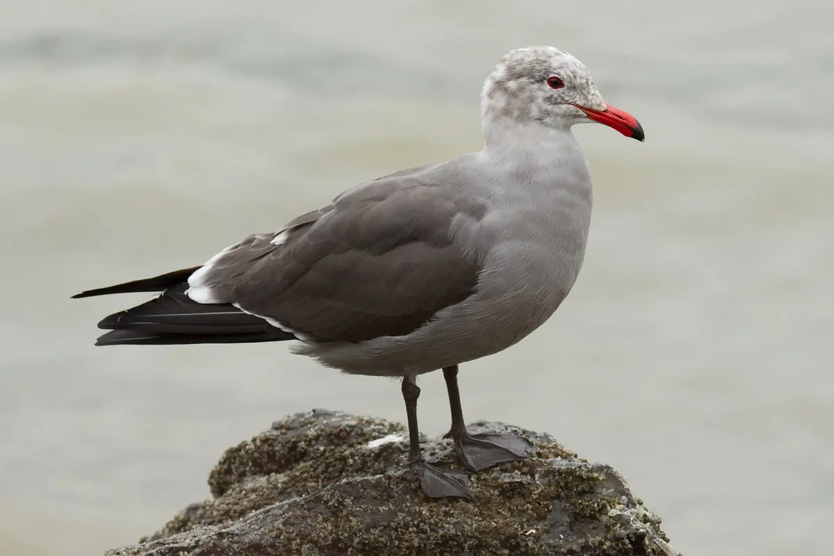 Heermann's gull