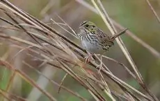 Henslow's sparrow