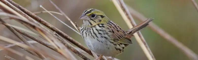 Henslow's sparrow