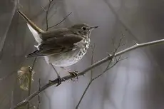 Hermit thrush