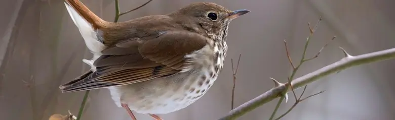 Hermit thrush